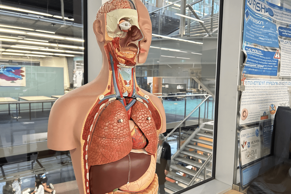 a picture of a human anatomy in display